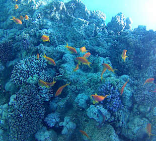 Schnorcheln Hurghada