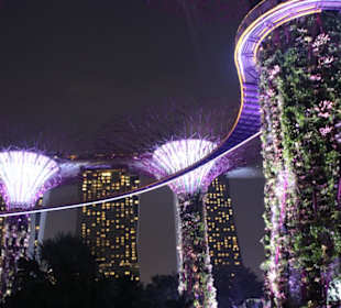 Schöne beleuchtete Bäume