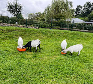 Kinderbauernhof Het Bukske