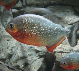 Loro Parque - Piranha