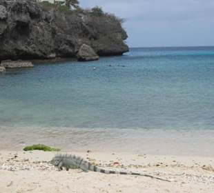 Leguan am Strand