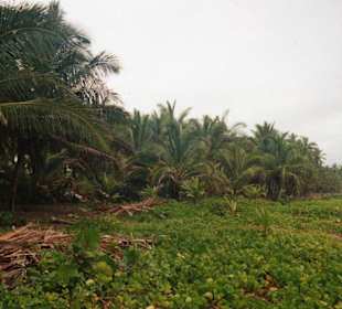Ausflug-Samana