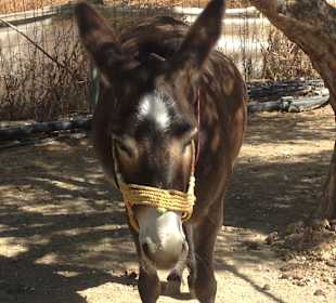 Agia Marina Donkey Rescue