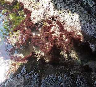 Carolina Cave / Xlendi