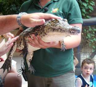 Während der Krokodilshow (Life zum Anfassen)