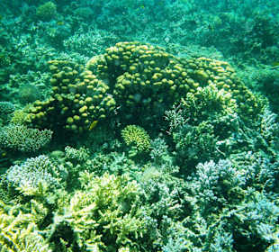 Schnorcheltour und Delfinschwimmen Rotes Meer