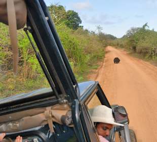 Yala Safari