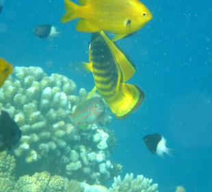 Schnorcheln Hurghada