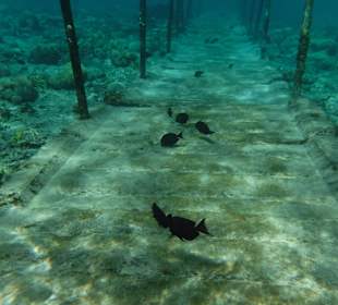 Schnorcheln Sharm el Sheikh