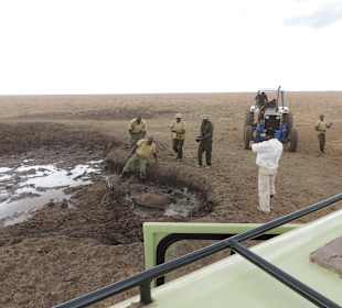 Babyfant-Rettung auf dem Weg nach Galdessa