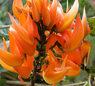 Sir Seewoosagur Ramgoolam Botanical Garden / Pamplemousses B