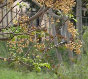 Die Natur erobert sich ihren Weg zurück