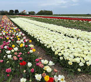 Floratuin Julianadorp