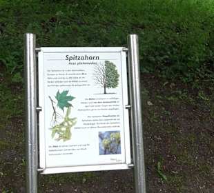 Baumlehrpfad Glacis Park