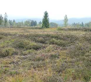 Unterwegs auf dem Moor-Erlebnis-Pfad von Inzell 