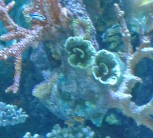 Antalya´s neues Aquarium