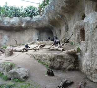 Schimpansen