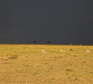 Masai Mara