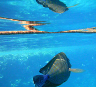 Unterwasserwelt Hotel Sharm Plaza