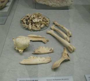 Monografisches Museum und Punische Nekropole von P