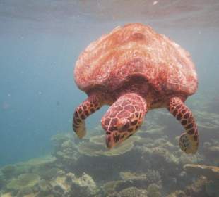 Schildkröte