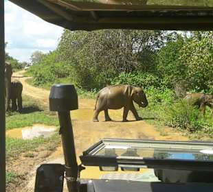 Jeep safari