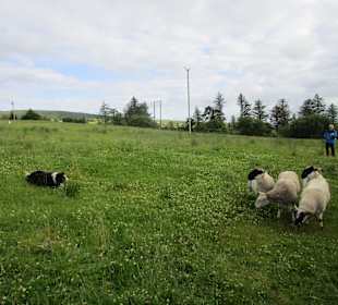 Patsy's Shaffarm