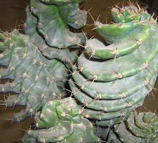 Cactus
