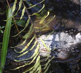 Everglades Safari Park