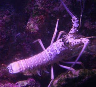 Aquarium