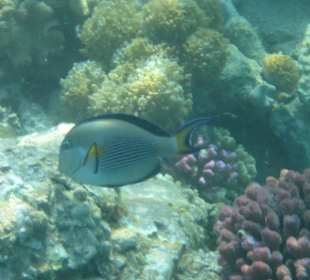 Links in der Bucht kann man prima Schnorcheln 