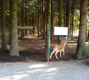 Der neue Wildpark in Bad Marienberg