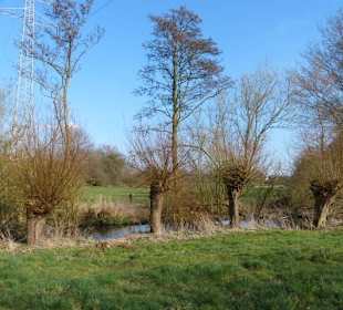 Niederrheinische Kopfweiden