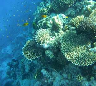 Delfinausflug November 2012