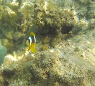 Underwater world of the hotel beach