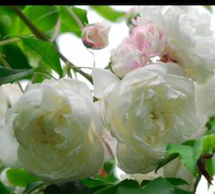 Lovely flowers!