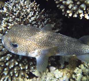 Form wie ein Wal - wir nannten ihn "Glupschi"