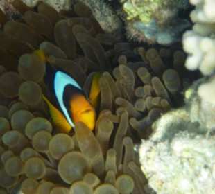 Anemonenfisch