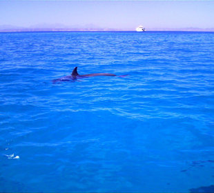 Delphintour Dezember 2010