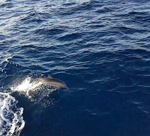 Tauchbasis Duck's Dive Center Safaga