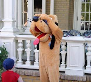 Goofy beim Autogramme geben