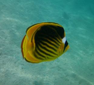 Schnorcheln El Quseir