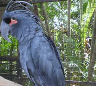 Phuket ZOO - 10 / 2010