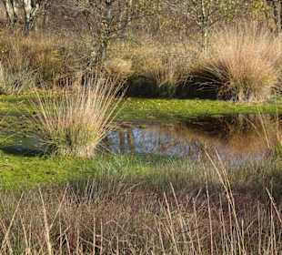 Hochmoor rund um das Ewige Meer