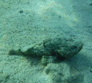 Schnorcheln Hurghada