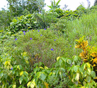 In den Blue Mountains