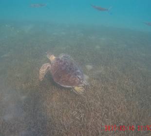 Schnorcheln Caribbean World Resorts Soma Bay