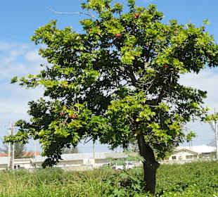 Trolley Tour - Falmouth - Jamaica