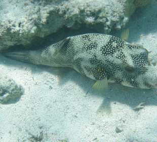 Großer Kugelfisch beim "Ausruhen" nahe Wrack