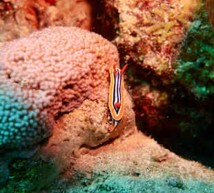 Schnorcheln Sahl Hasheesh